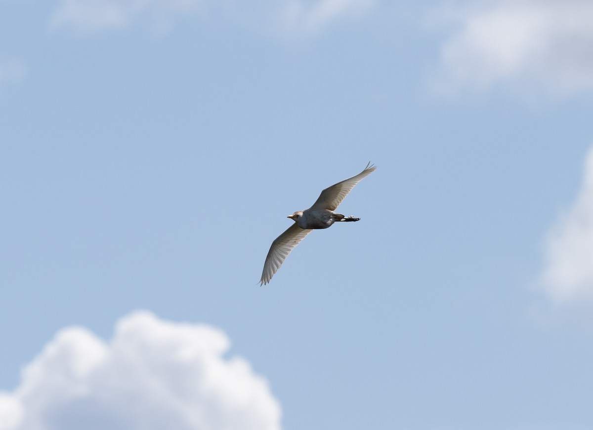 Чапля єгипетська (підвид ibis) - ML619225661