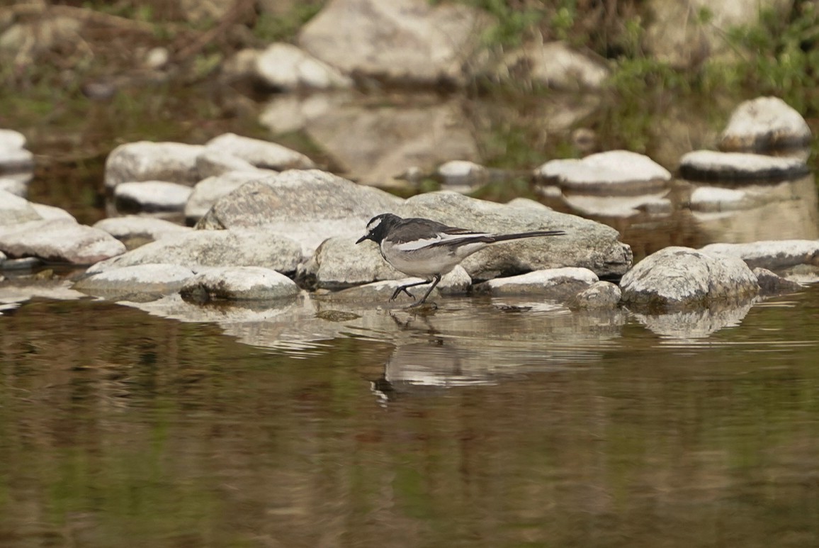 White-browed Wagtail - ML619225665