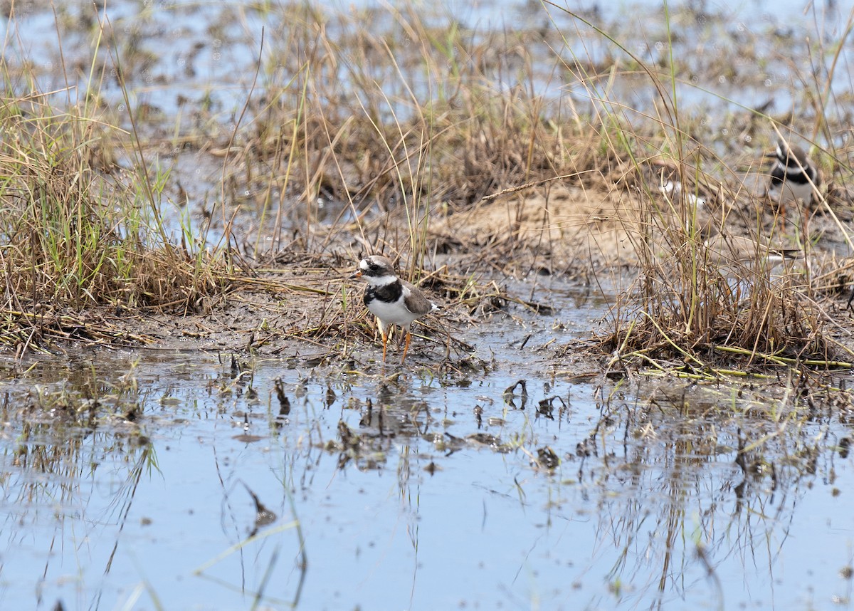 Common Ringed Plover - ML619225733