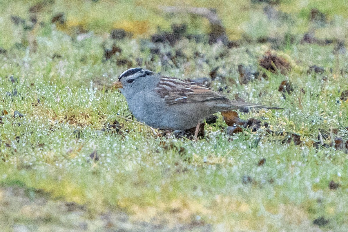 White-crowned Sparrow (Gambel's) - ML619225759