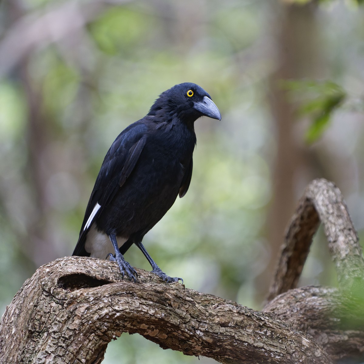 Pied Currawong - ML619225801