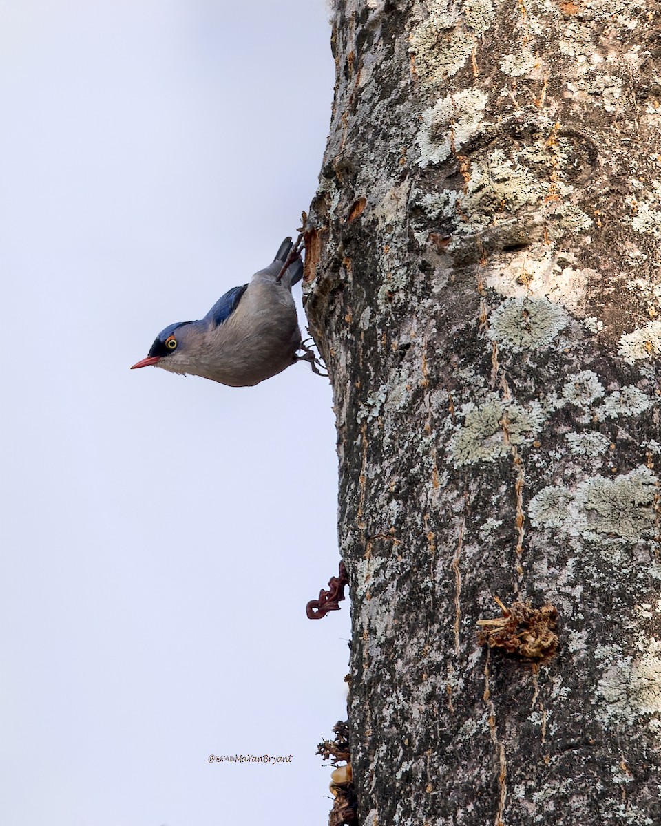 Velvet-fronted Nuthatch - ML619225819