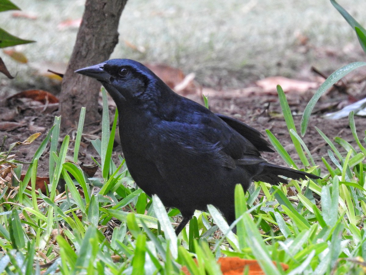 Scrub Blackbird - ML619225864