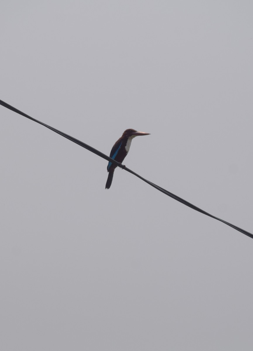 White-throated Kingfisher - ML619225872