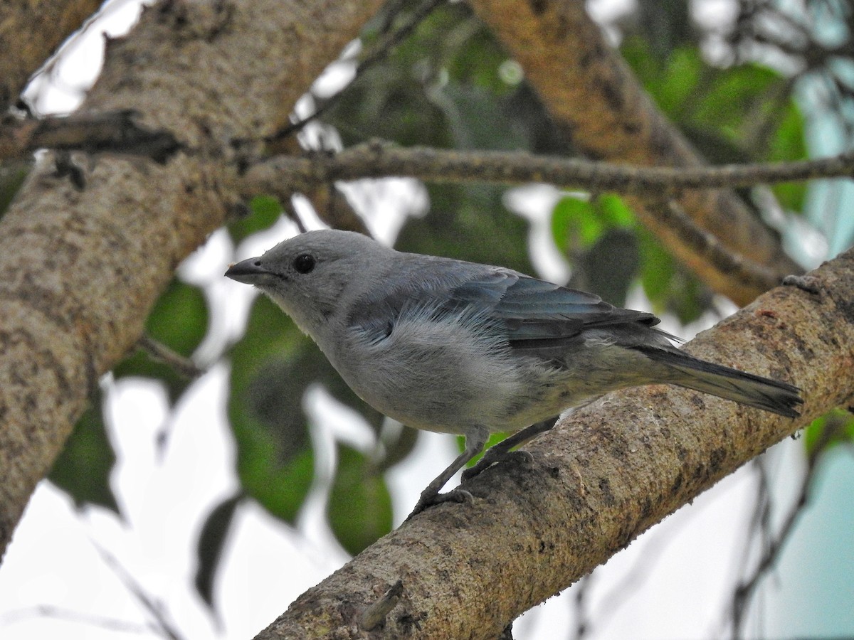 Blue-gray Tanager - ML619225873