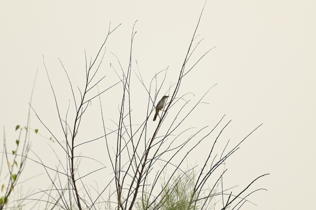 Bristled Grassbird - ML619225883