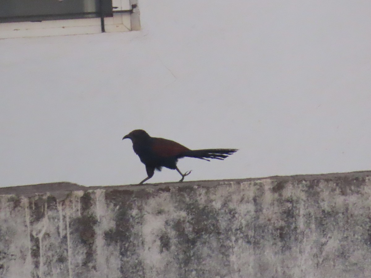 Greater Coucal - ML619225888