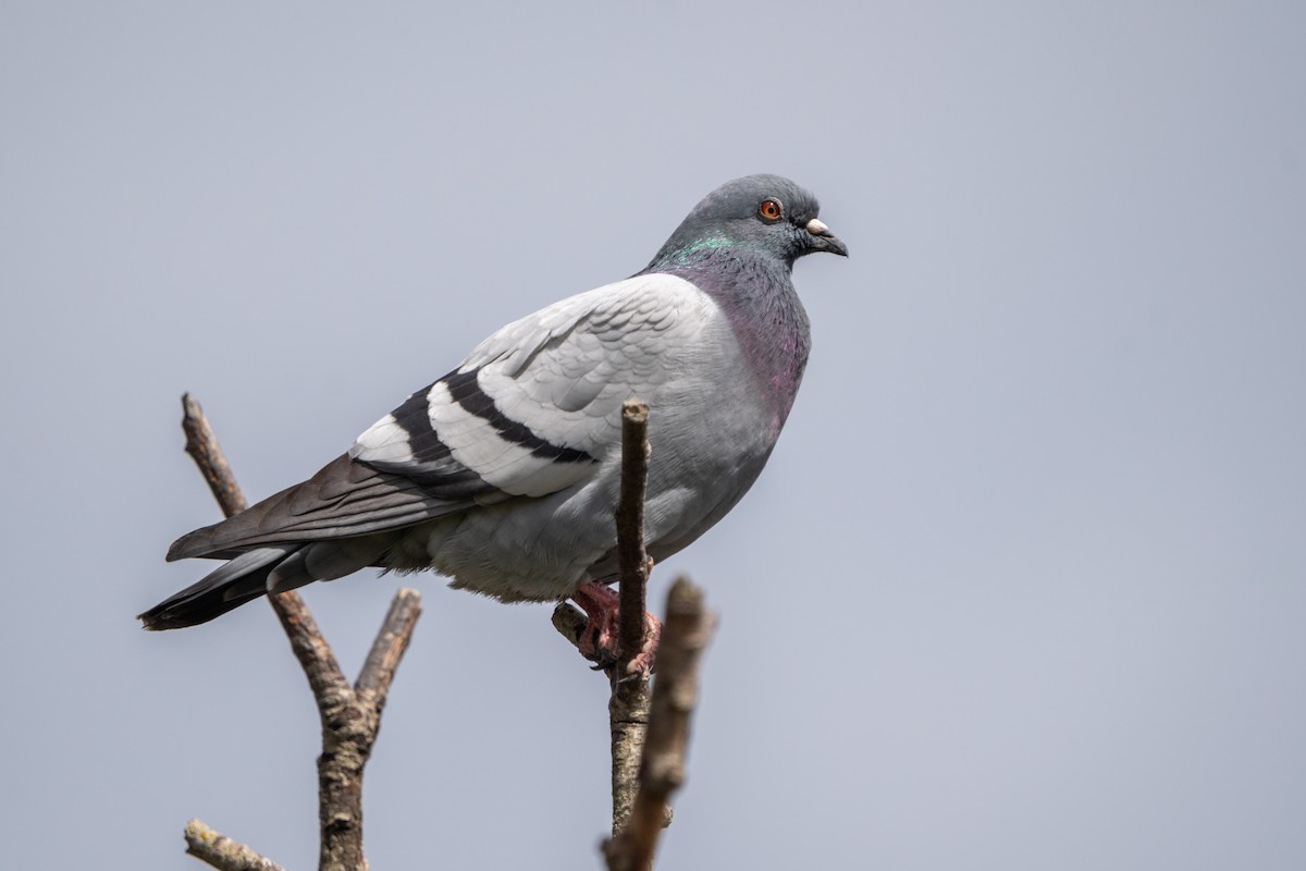 Rock Pigeon (Feral Pigeon) - ML619225913