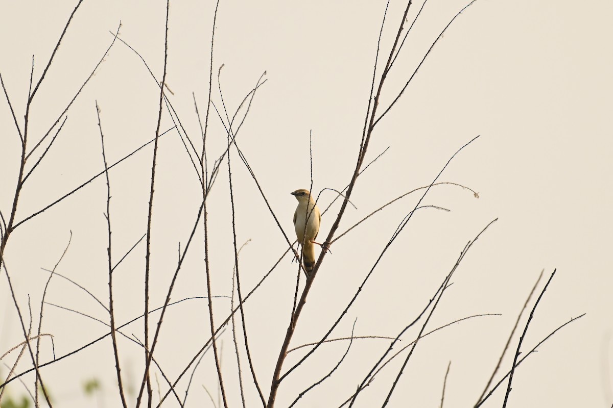 Bristled Grassbird - ML619225938