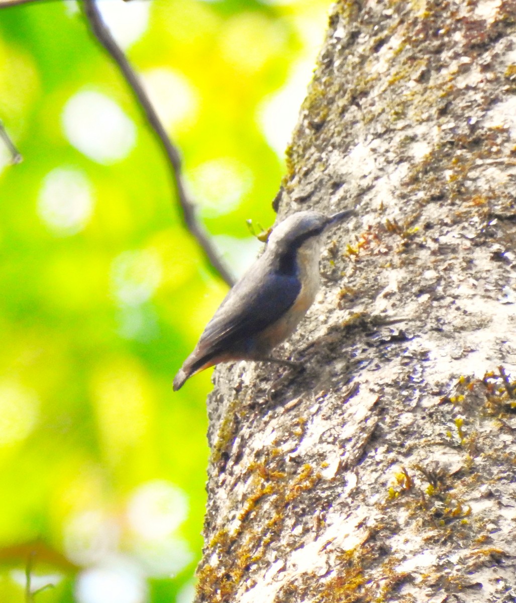 White-tailed Nuthatch - ML619225941
