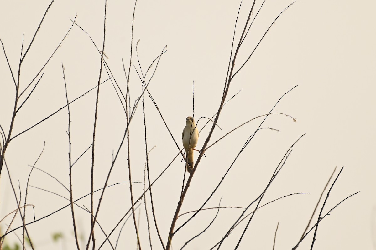 Bristled Grassbird - ML619225947