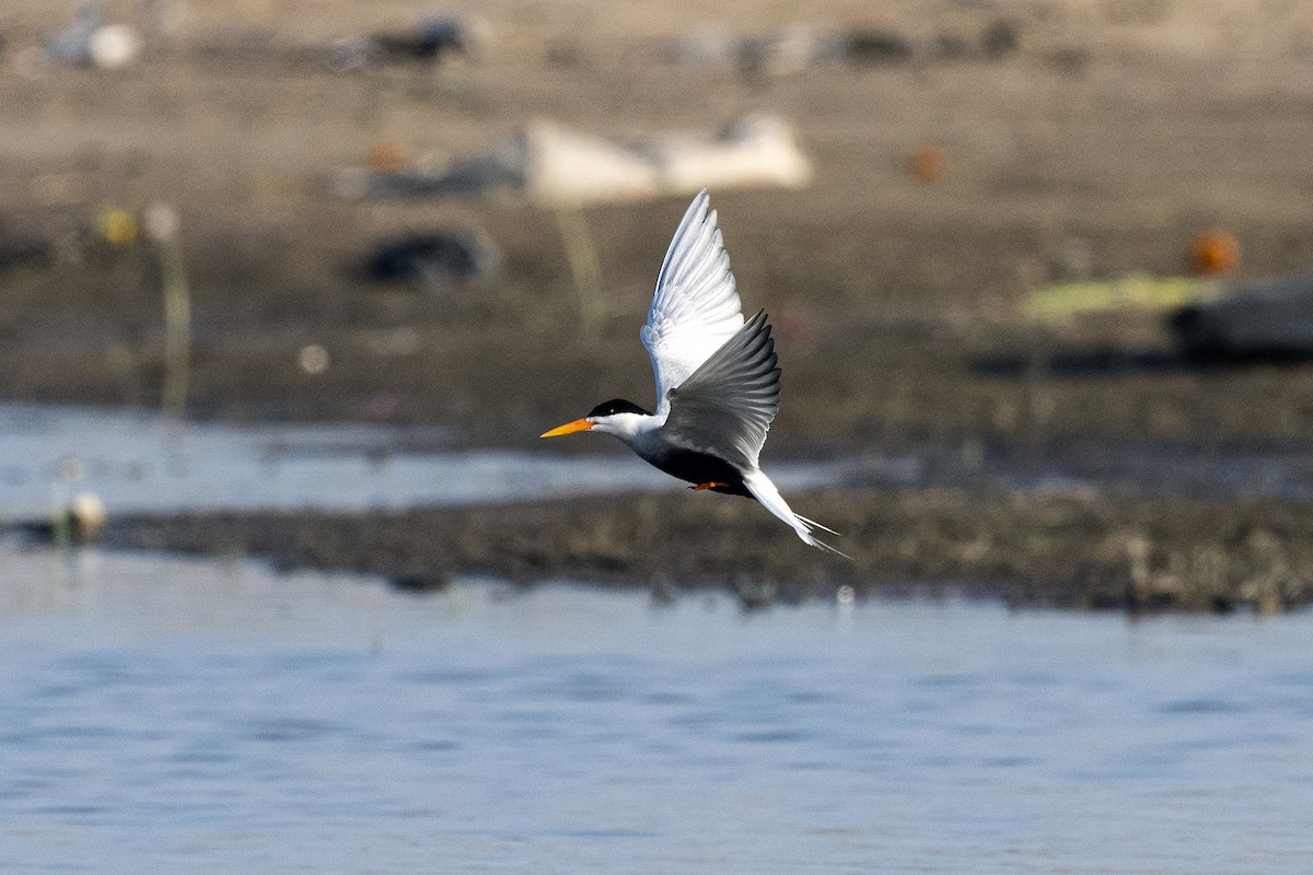 Black-bellied Tern - ML619225956