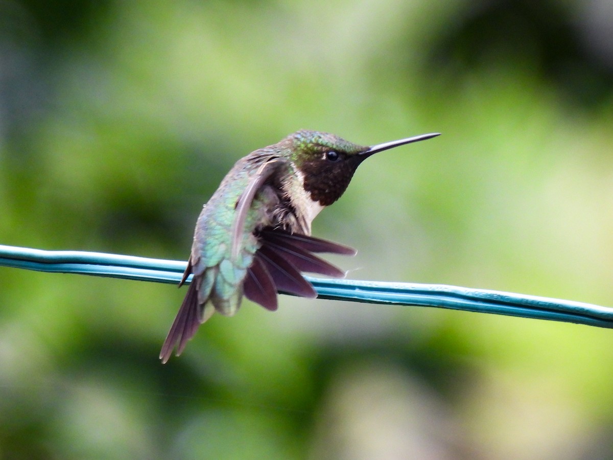 Ruby-throated Hummingbird - ML619225975