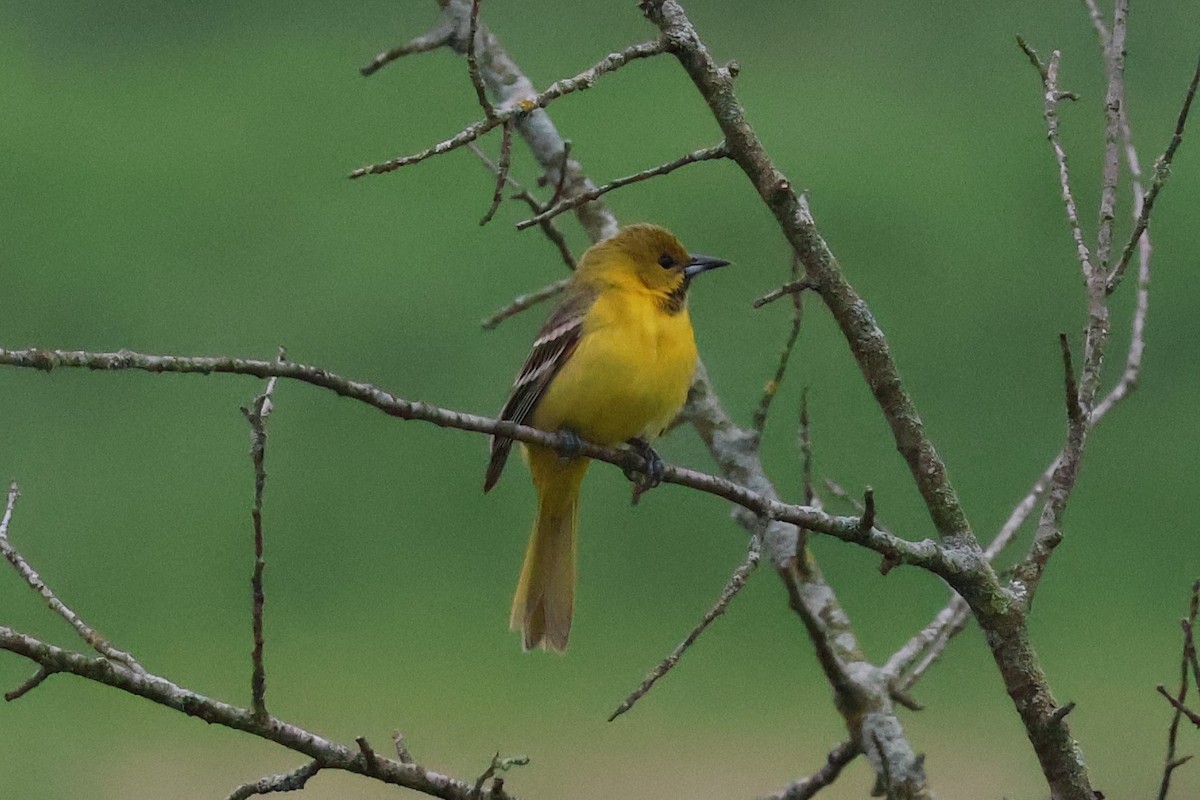 Orchard Oriole - ML619225985