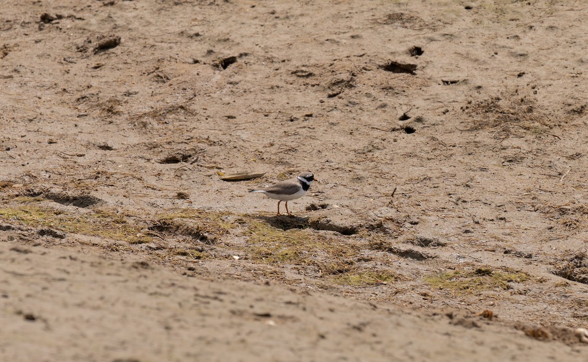 Common Ringed Plover - ML619226058
