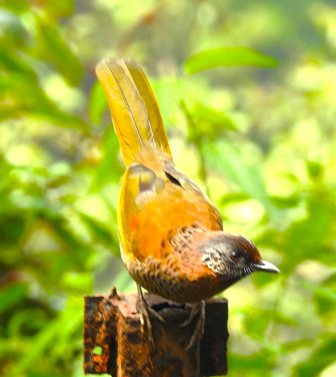 Chestnut-crowned Laughingthrush - ML619226194