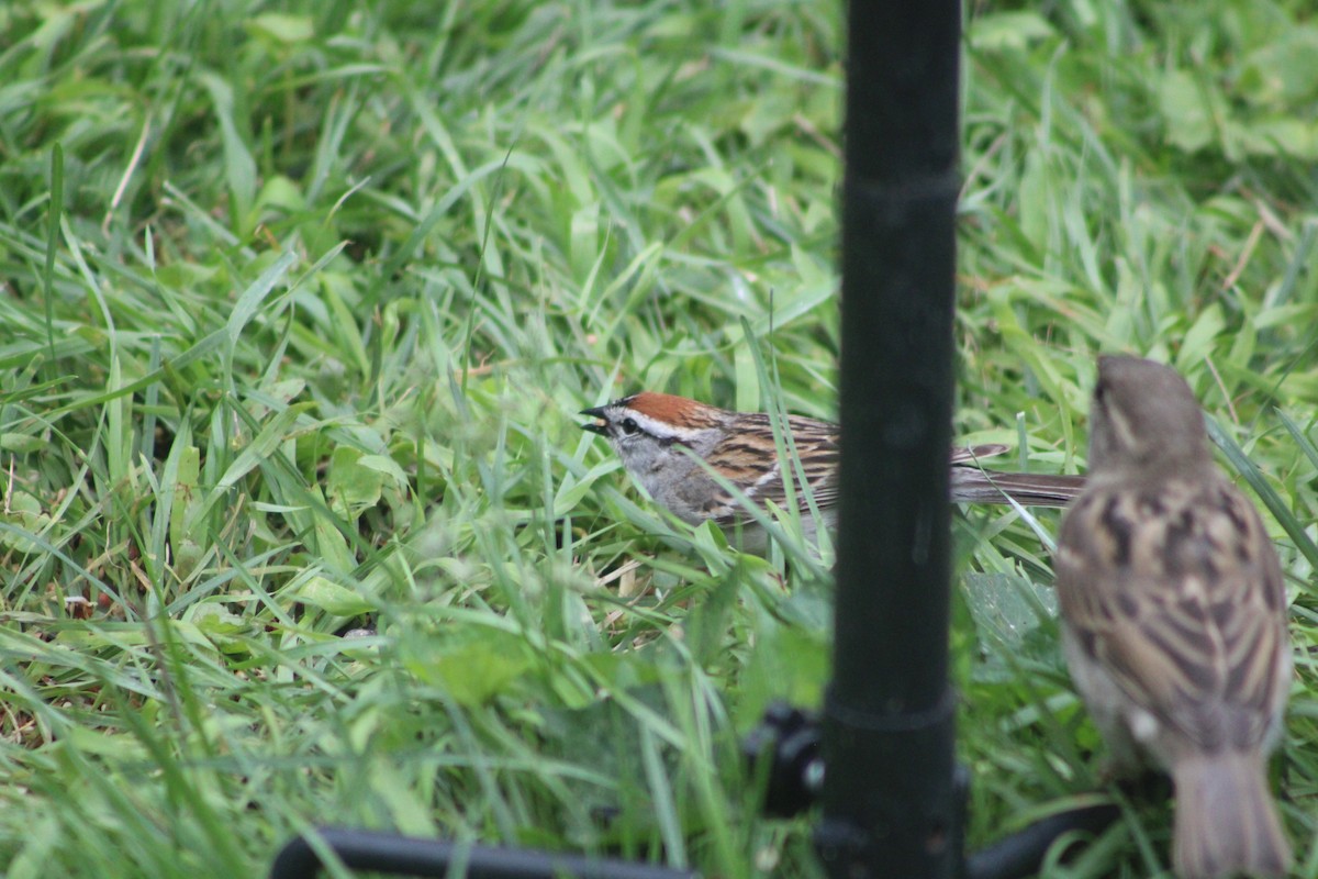 Chipping Sparrow - ML619226201