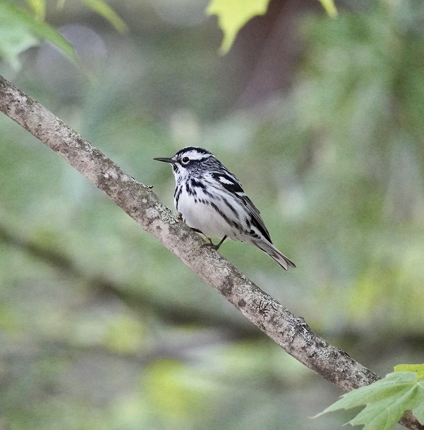 Black-and-white Warbler - ML619226207