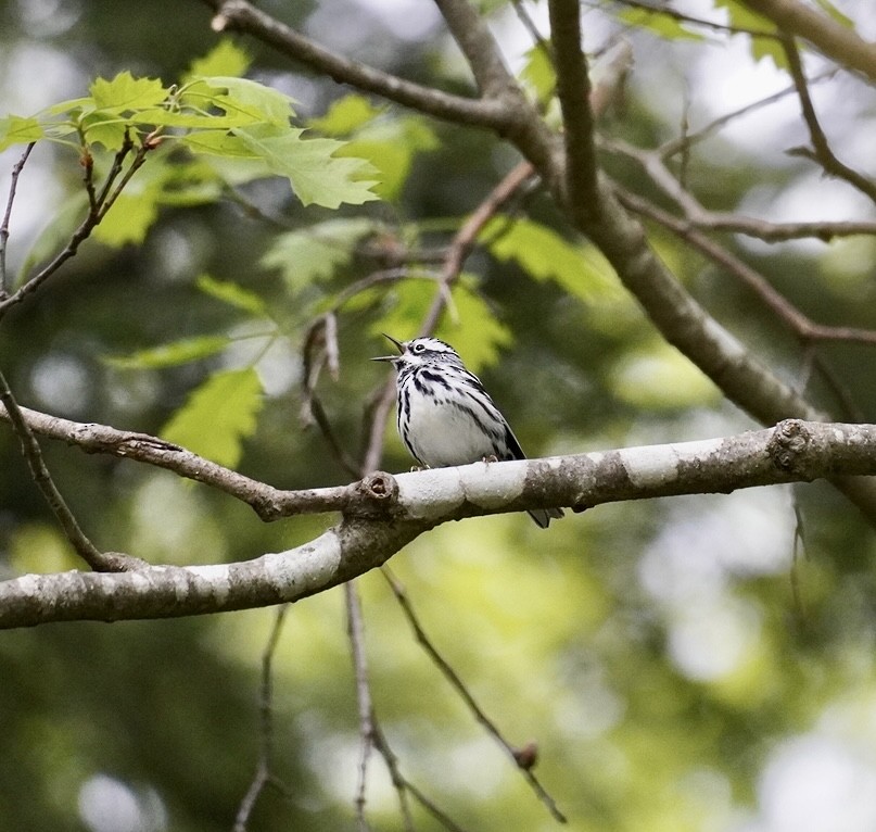 Black-and-white Warbler - ML619226231