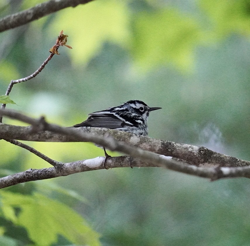 Black-and-white Warbler - ML619226244