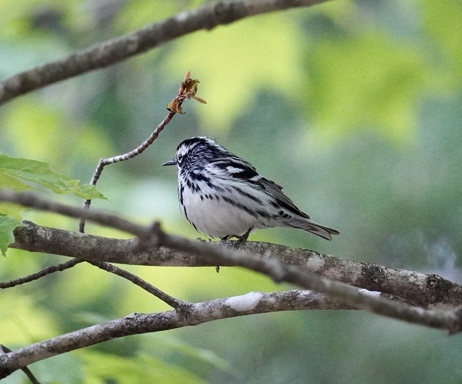 Black-and-white Warbler - ML619226253