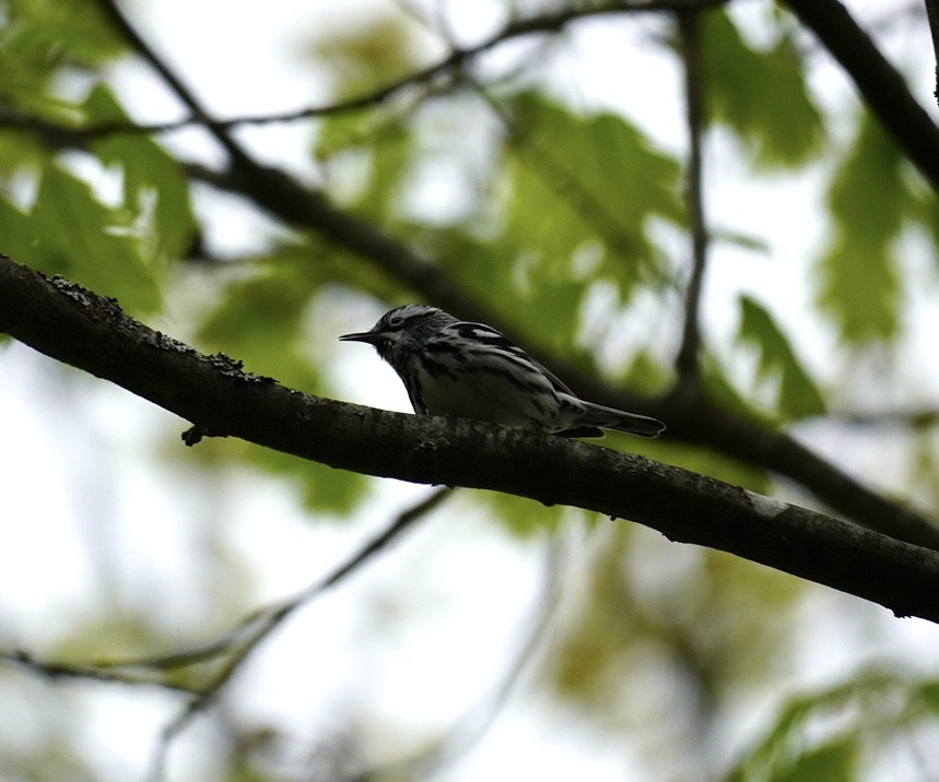 Black-and-white Warbler - ML619226259