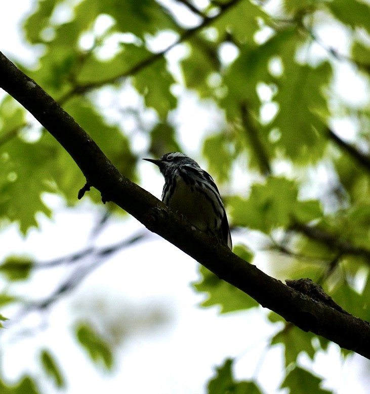 Black-and-white Warbler - ML619226269