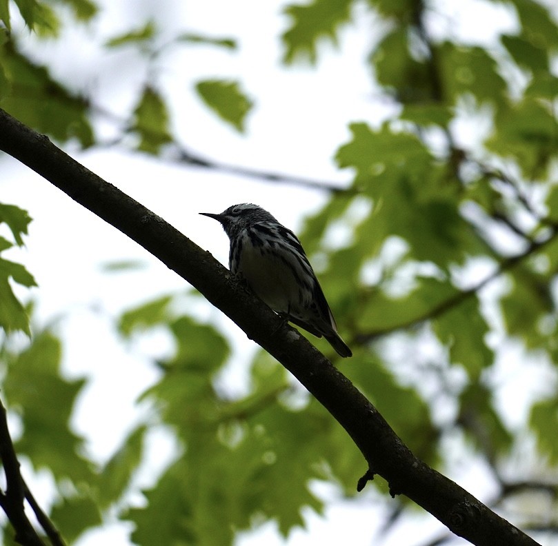 Black-and-white Warbler - ML619226276