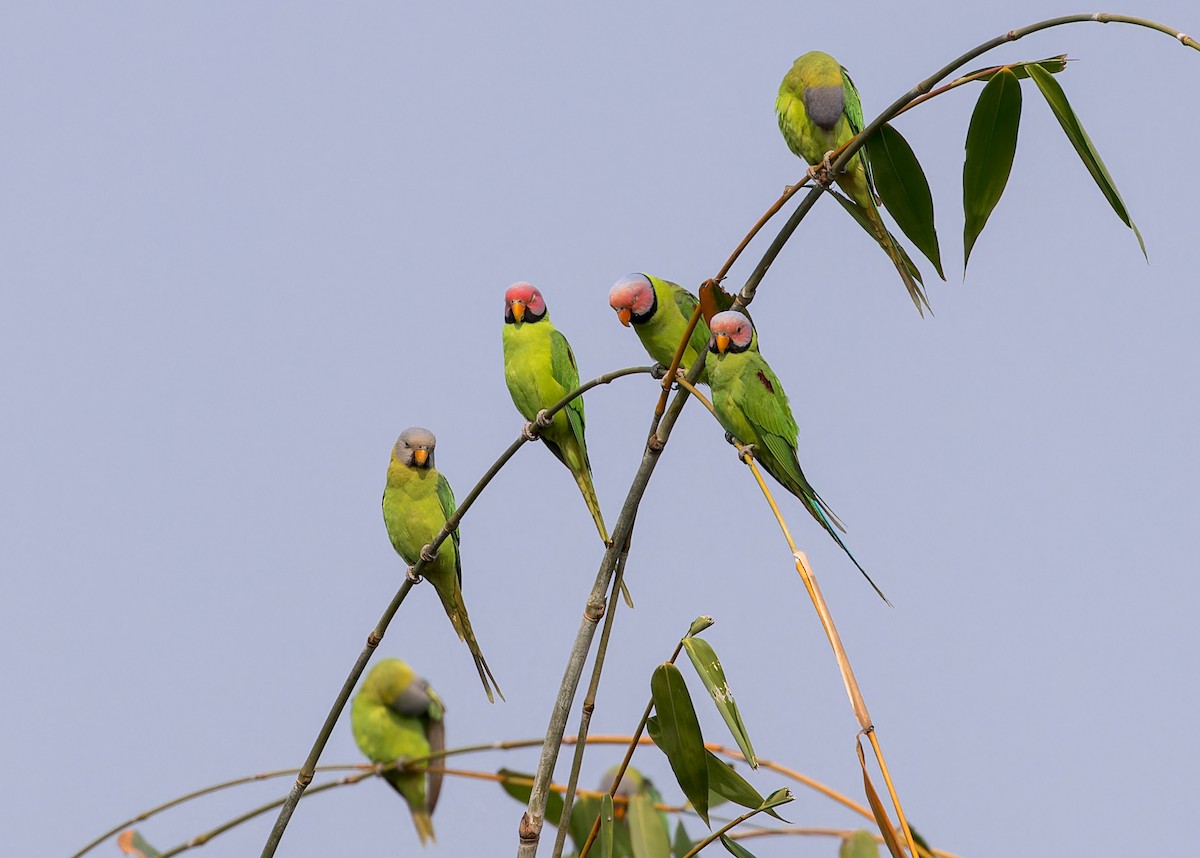 Gül Başlı Yeşil Papağan - ML619226284