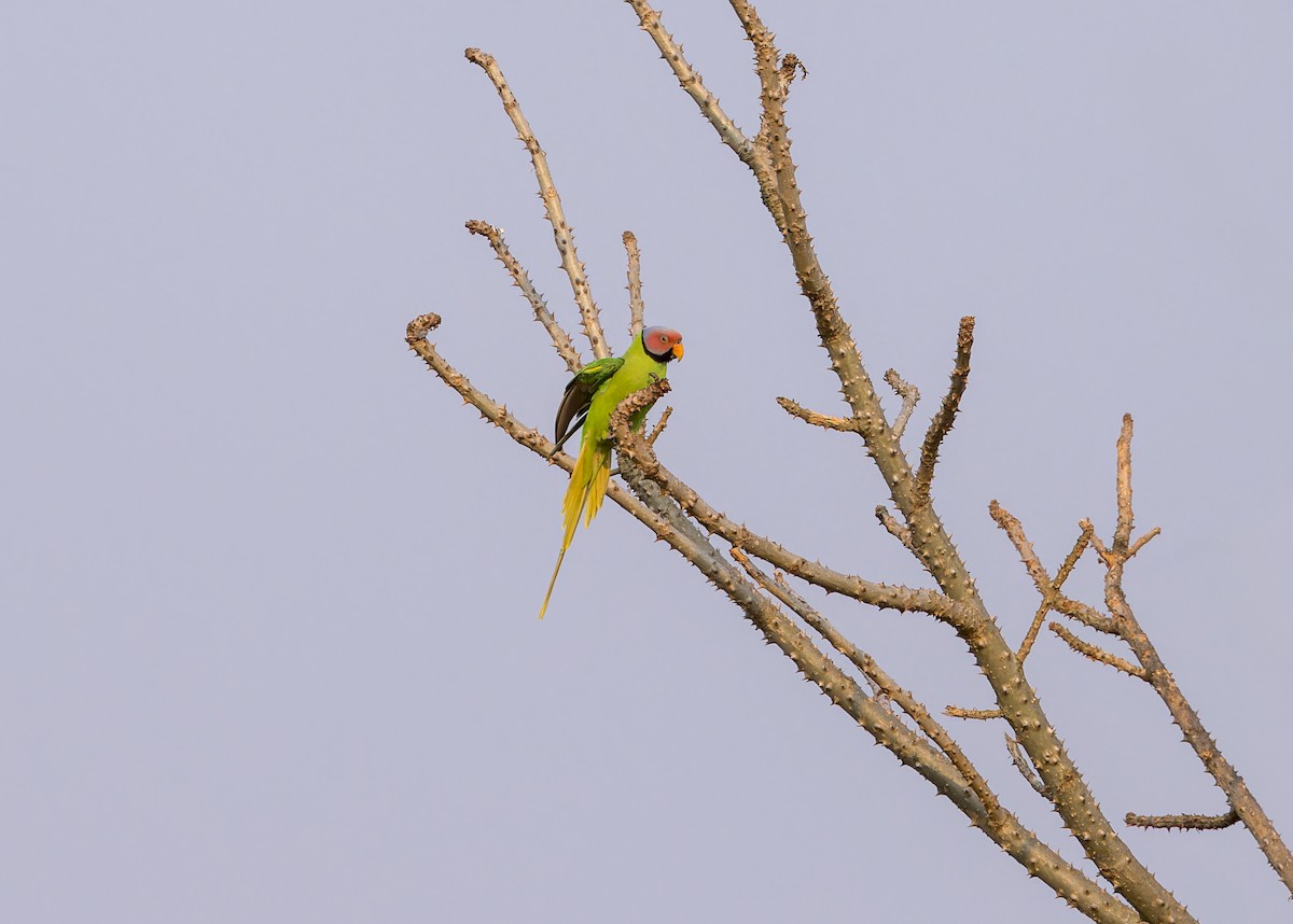 Gül Başlı Yeşil Papağan - ML619226285
