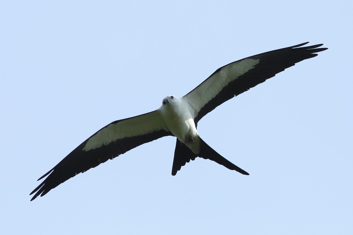 Swallow-tailed Kite - ML619226293