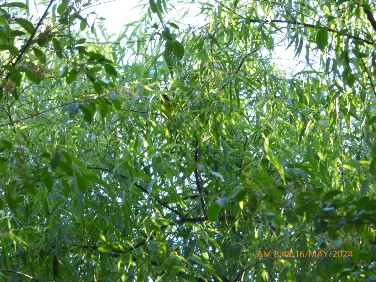 Magnolia Warbler - ML619226296