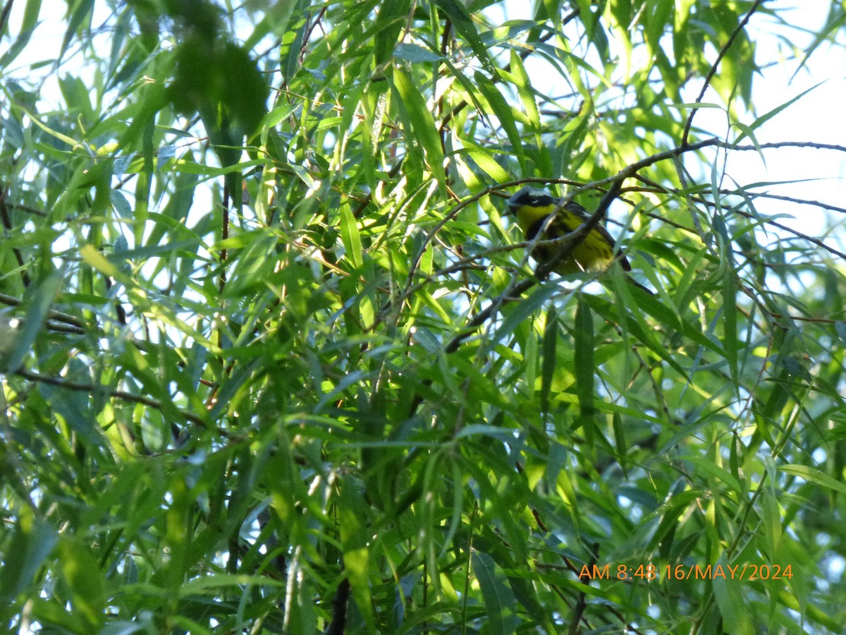 Magnolia Warbler - ML619226297
