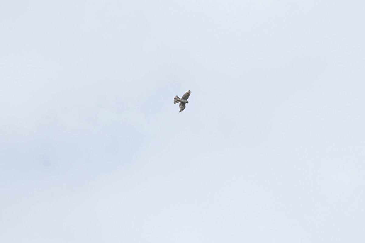 Eurasian Sparrowhawk - ML619226318