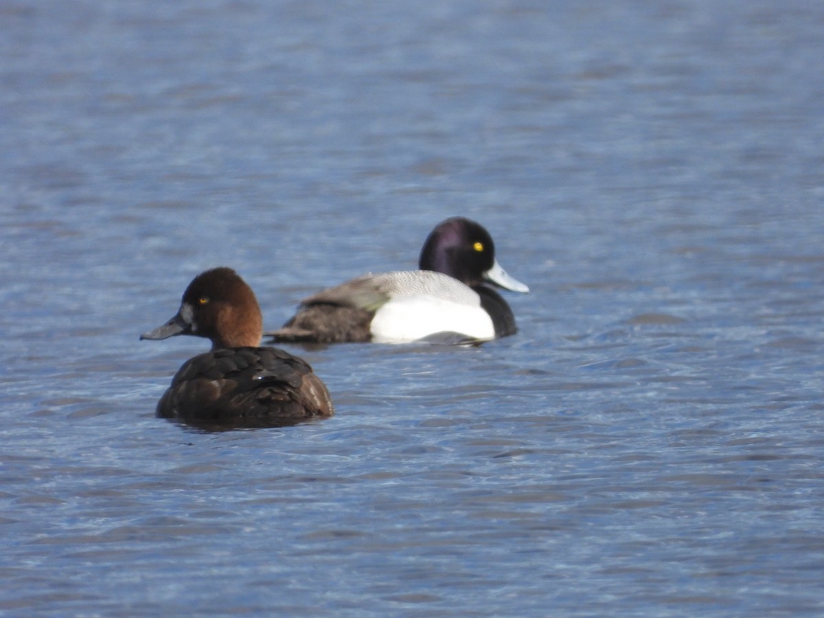 Greater Scaup - ML619226327