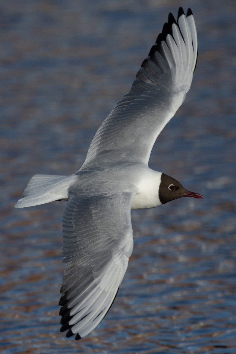 Mouette rieuse - ML619226331