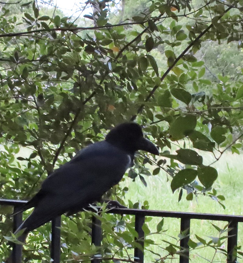 Large-billed Crow - ML619226370