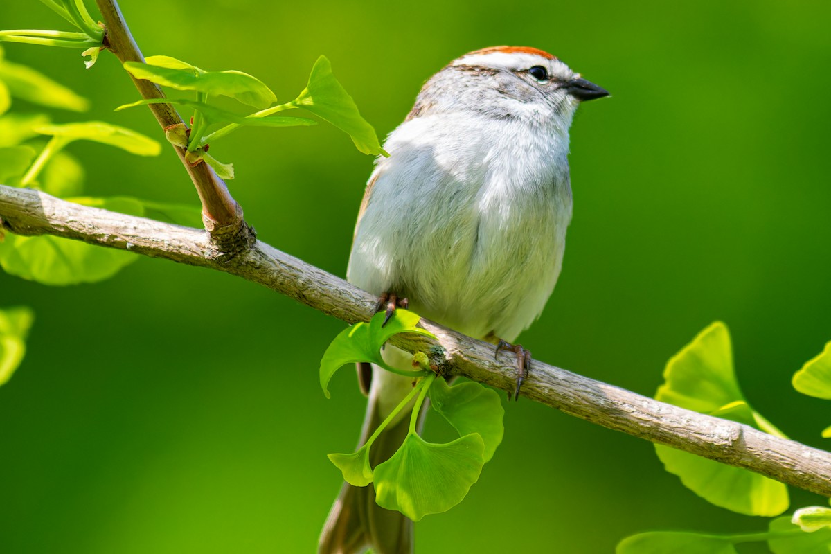 Chipping Sparrow - ML619226382