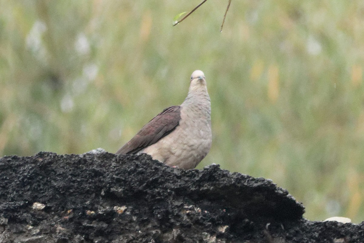 Barred Cuckoo-Dove - ML619226410