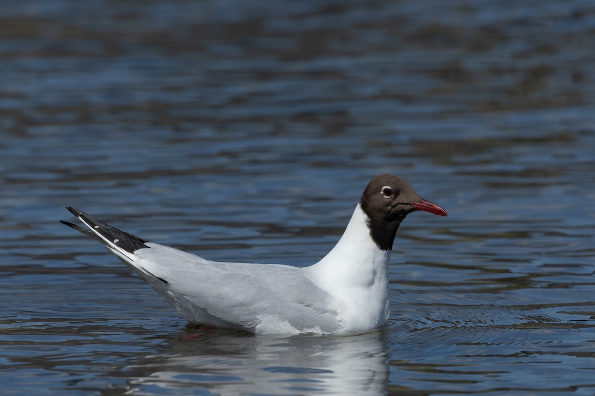 Mouette rieuse - ML619226416