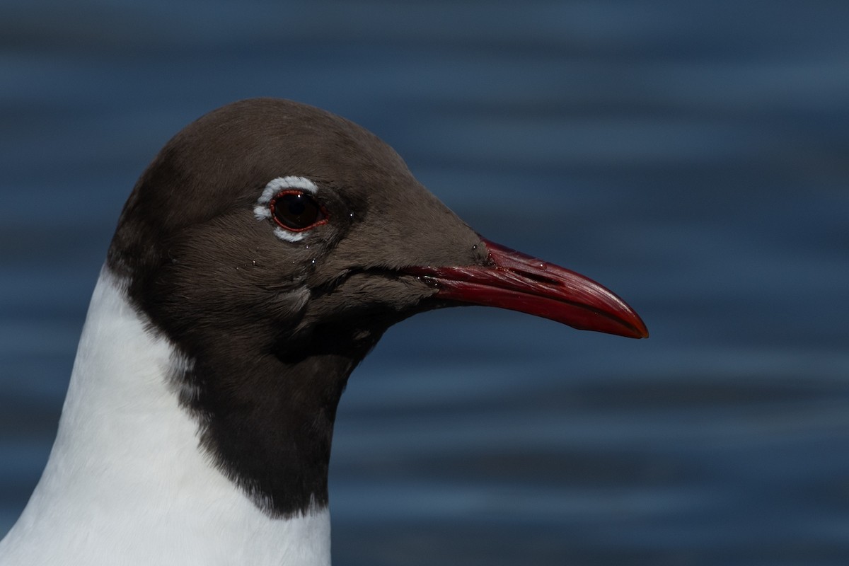 Black-headed Gull - ML619226417