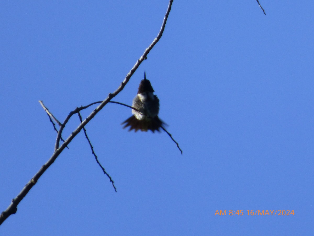 Ruby-throated Hummingbird - ML619226448