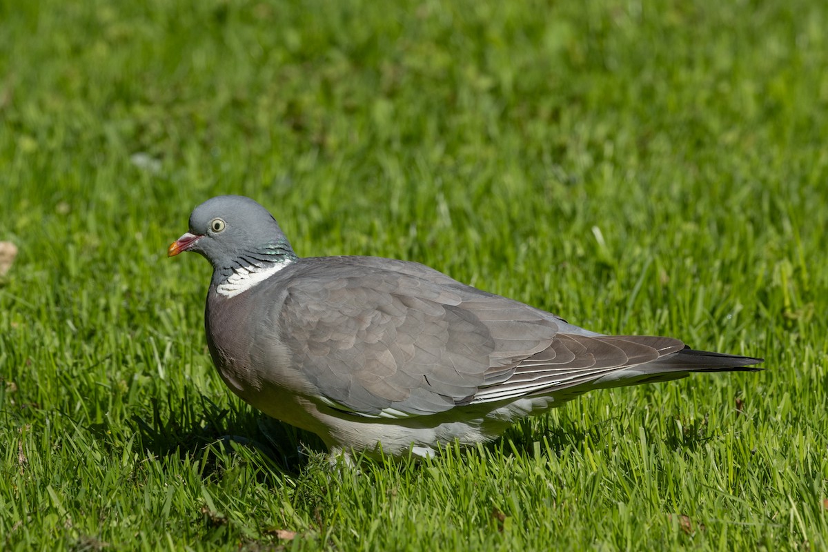 Common Wood-Pigeon - ML619226467
