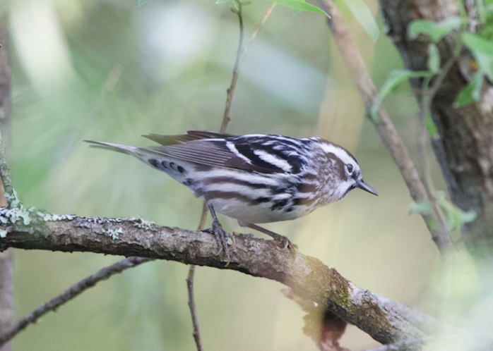 Black-and-white Warbler - ML619226482