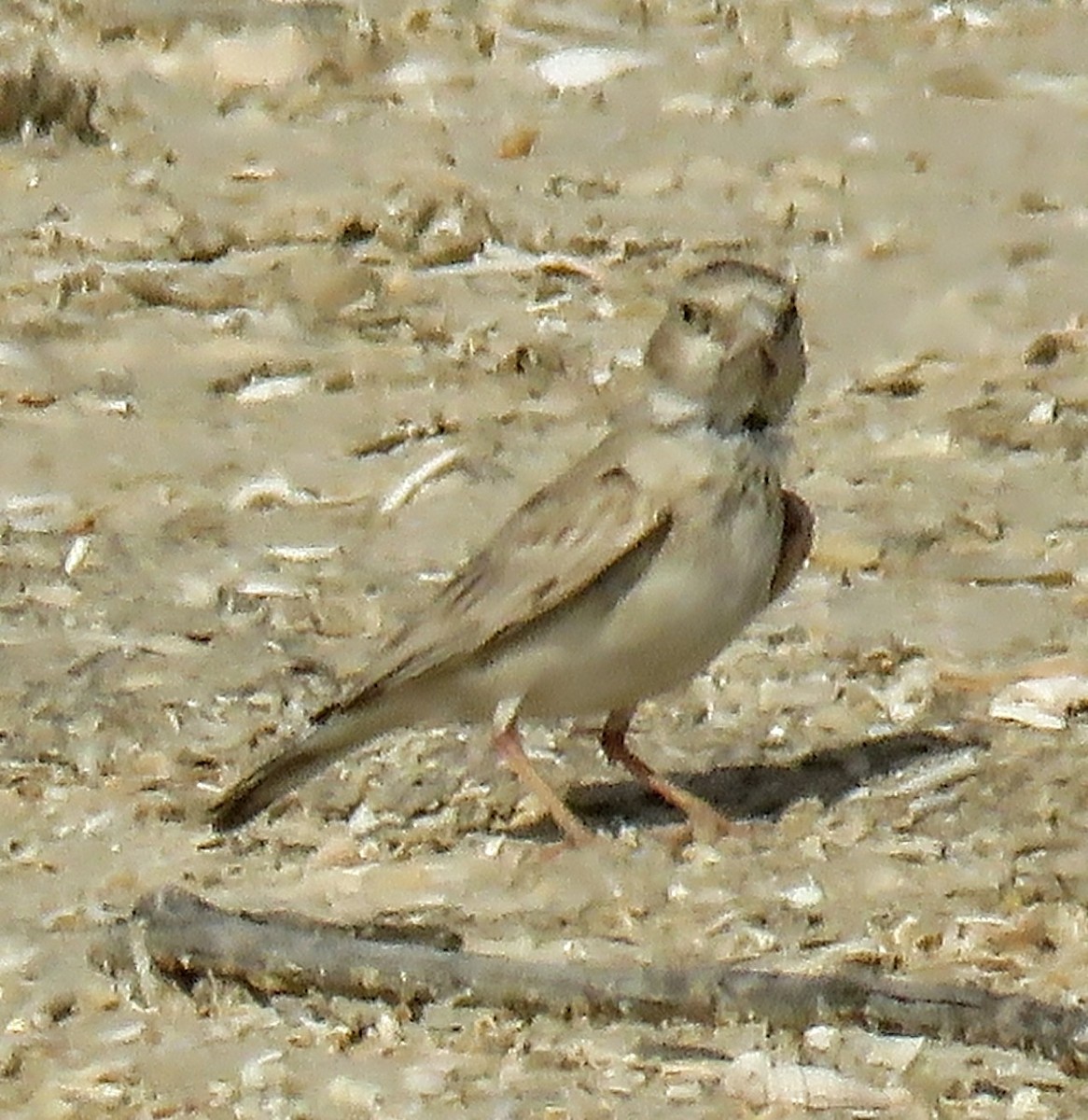 Black-crowned Sparrow-Lark - ML619226560