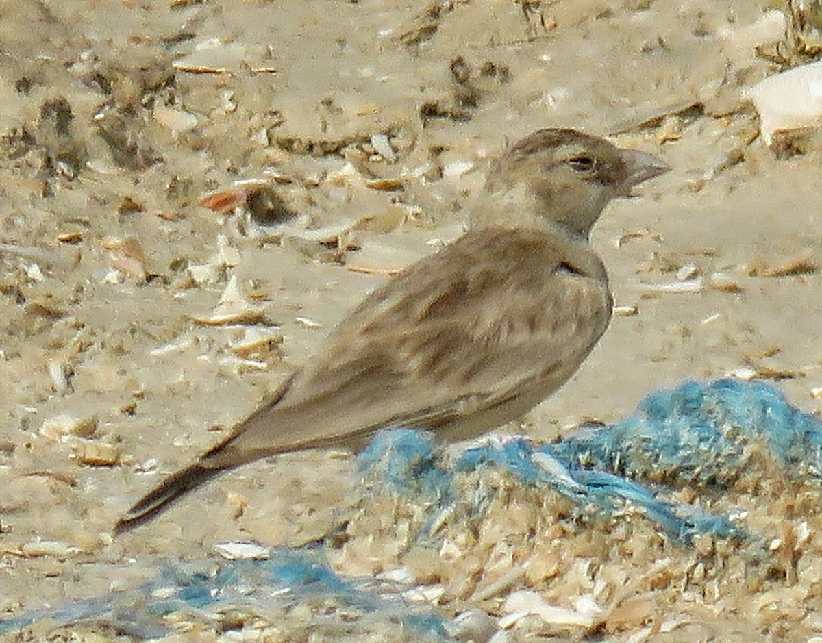 Black-crowned Sparrow-Lark - ML619226562