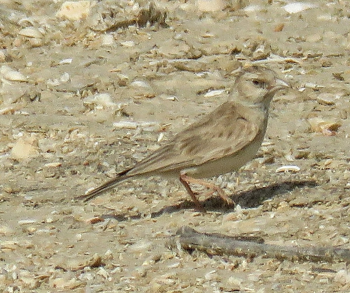 Black-crowned Sparrow-Lark - ML619226564