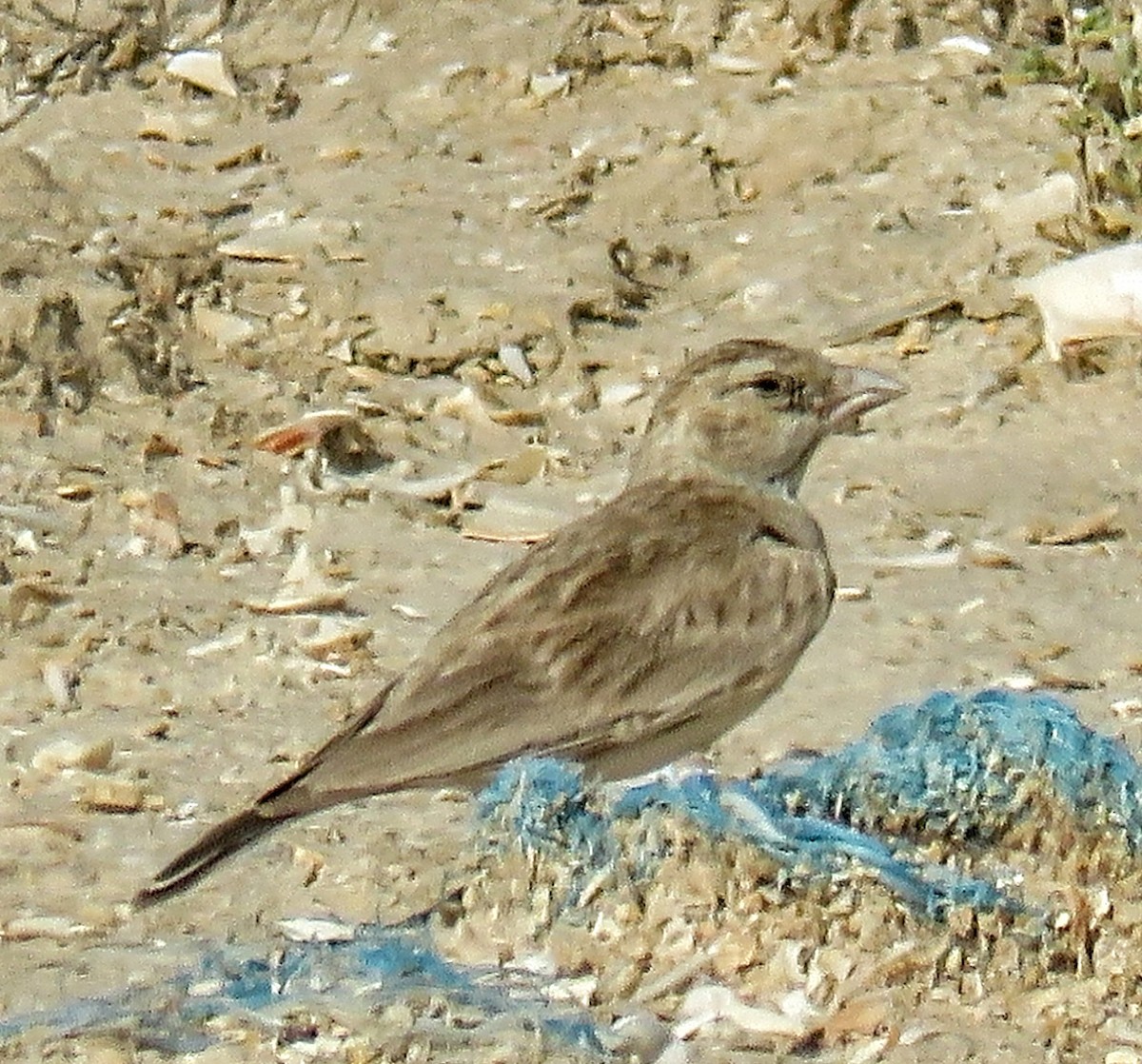 Black-crowned Sparrow-Lark - ML619226565
