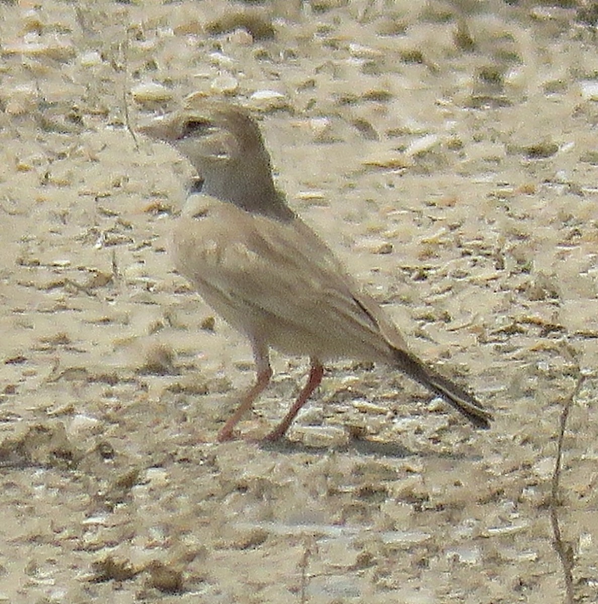 Black-crowned Sparrow-Lark - ML619226566