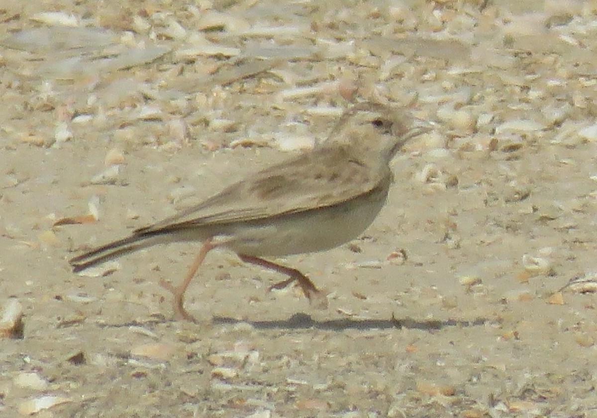 Black-crowned Sparrow-Lark - ML619226567